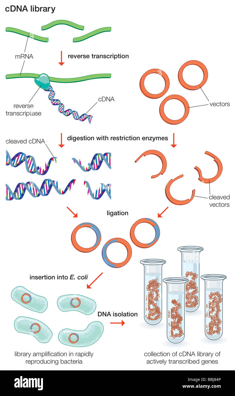Per ottenere un DNA complementare (cDNA), la libreria di molecole di mRNA sono trattati con trascrittasi inversa, che fa una copia di DNA. Foto Stock