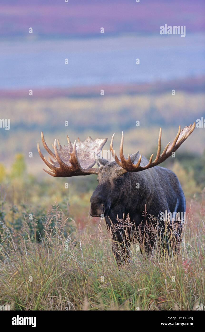 Alasca Alce - bull / Alces alces gigas Foto Stock