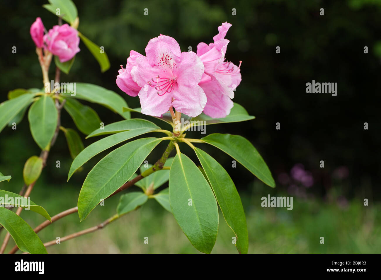 Rhododendron 'Rosa Perla' Foto Stock