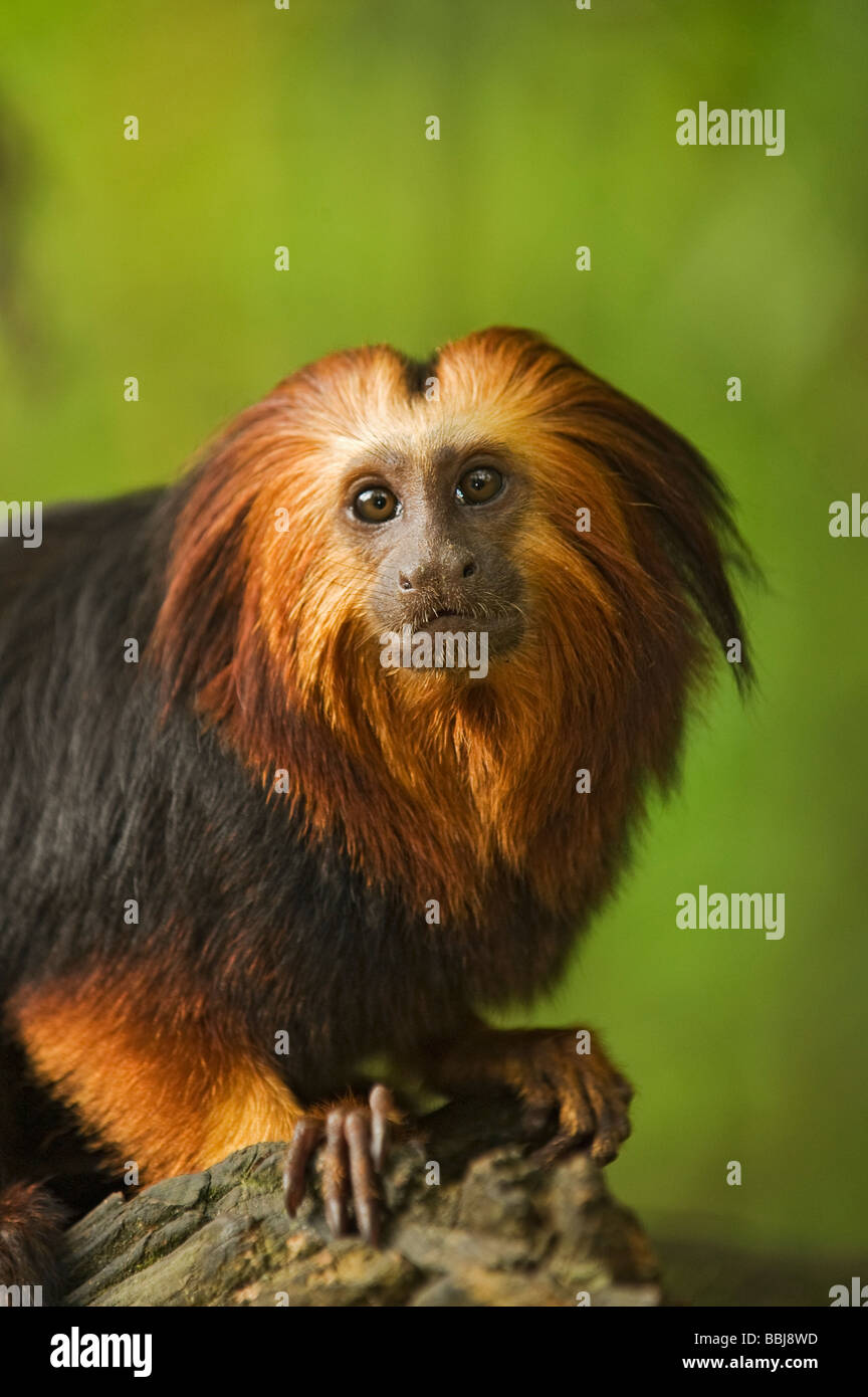 Golden-headed Lion Tamarin (Leontopithecus rosalia chrysomelas). Captive Foto Stock