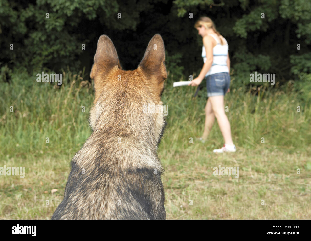 Pastore Tedesco cane guarda la donna Foto Stock
