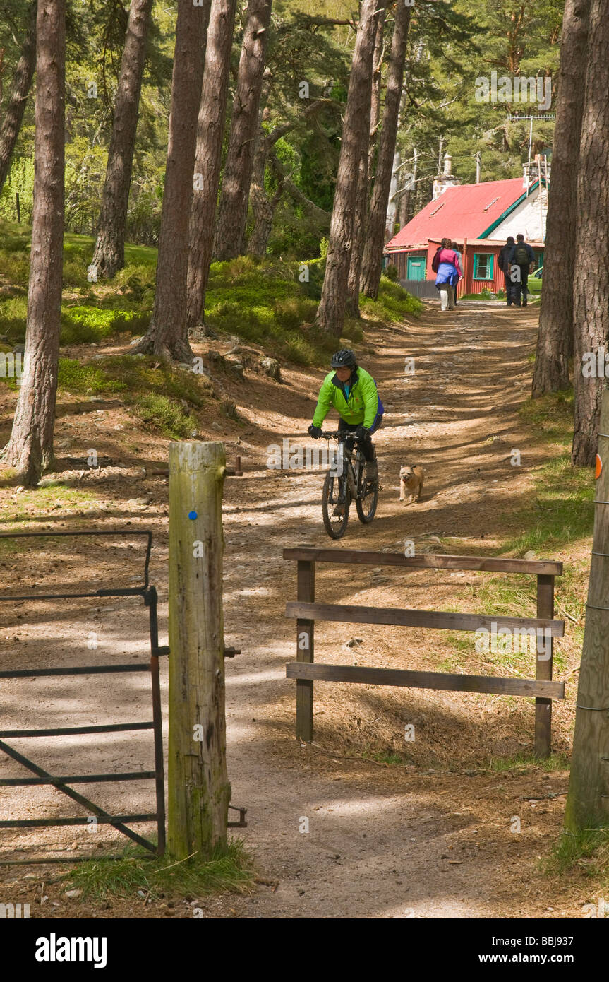 dh Cairngorms National Park ROTHIEMURCHUS SCOZIA Ciclismo in mountain bike scozzese attività per cani woodland bike ride aviemore girl uk outdoors Foto Stock