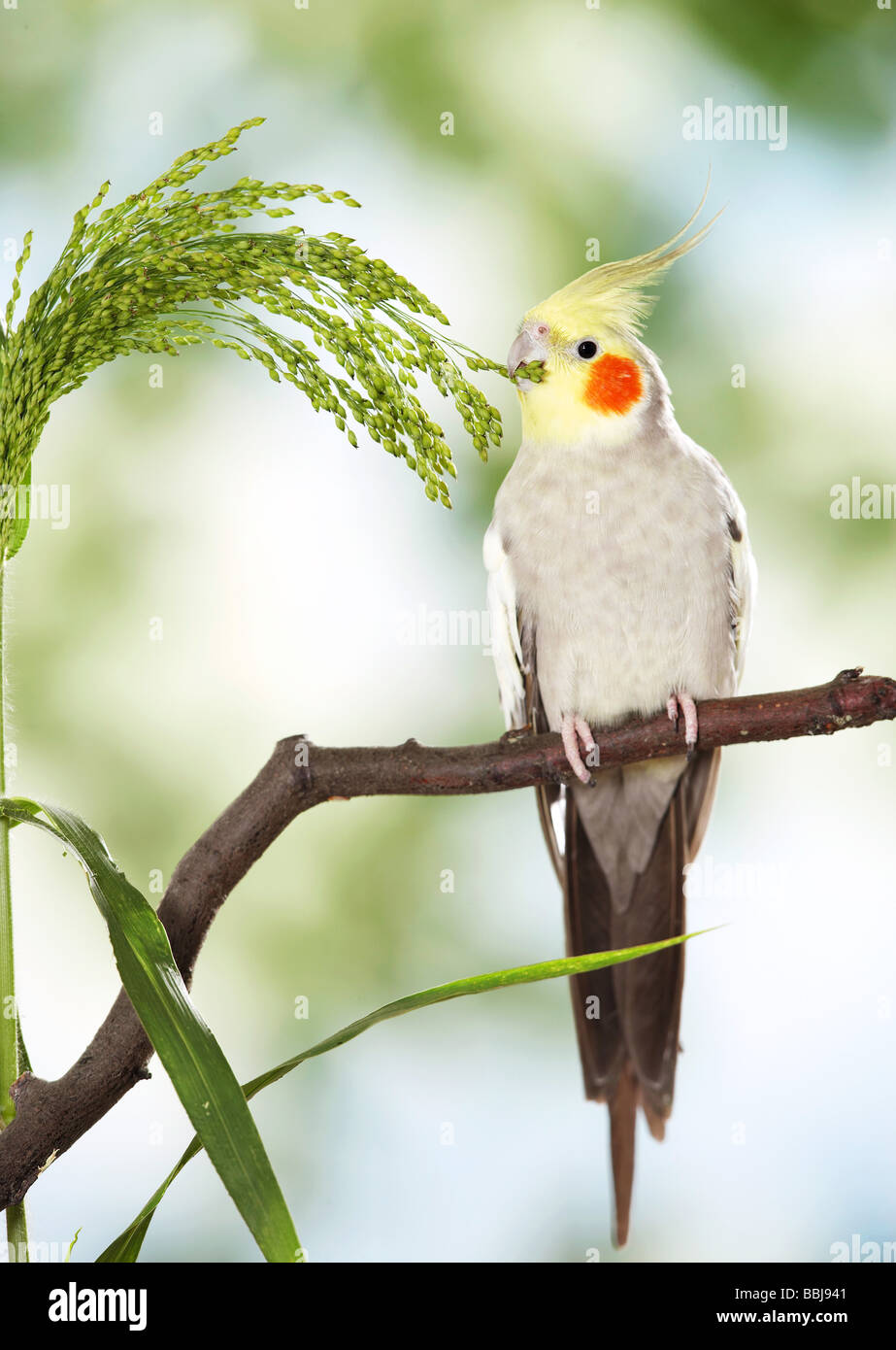 Cockatiel (Nymphicus hollandicus). Adulto di mangiare mentre appollaiato su un ramoscello Foto Stock