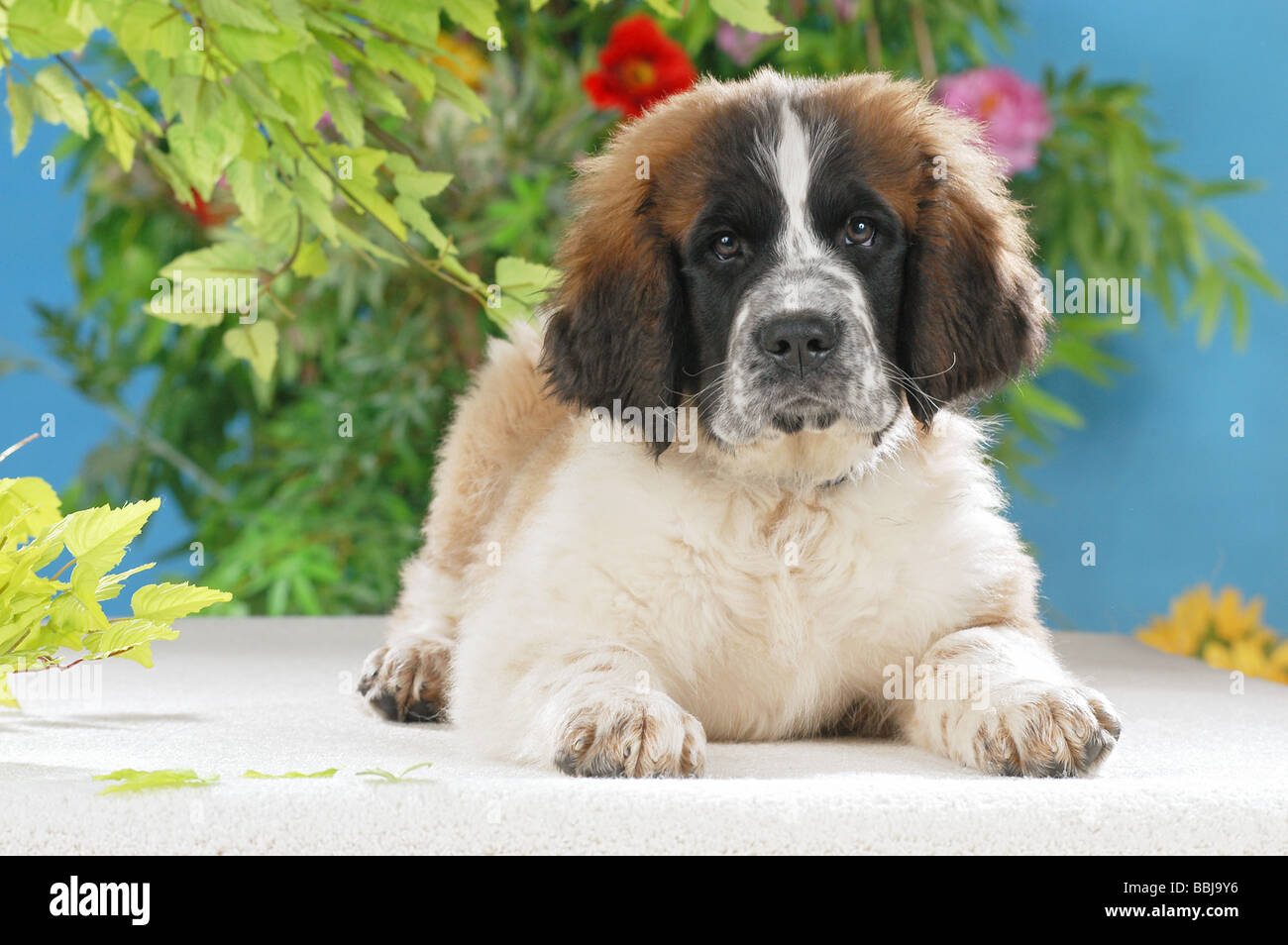 San Bernardo - cane cucciolo sdraiato Foto Stock