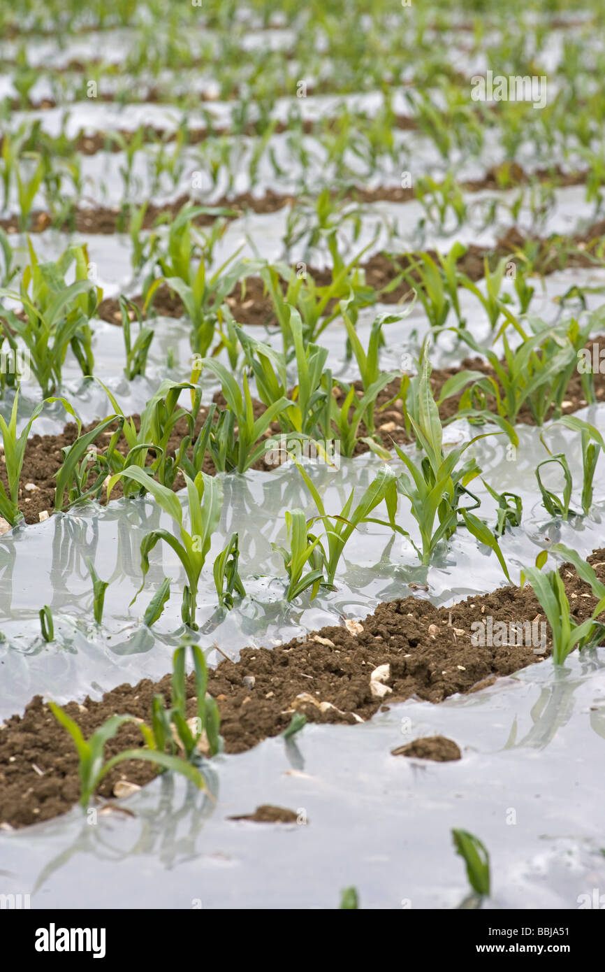 Il mais coltivato in plastica per uso come alimentazione invernale per le vacche da latte Foto Stock