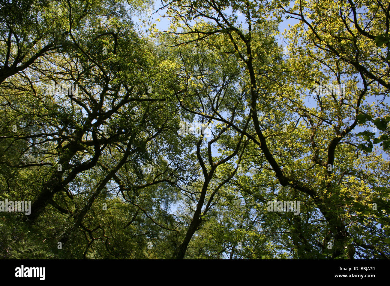 Sessili Oakwood at Lake Vyrnwy RSPB Riserva, Powys, Wales, Regno Unito Foto Stock