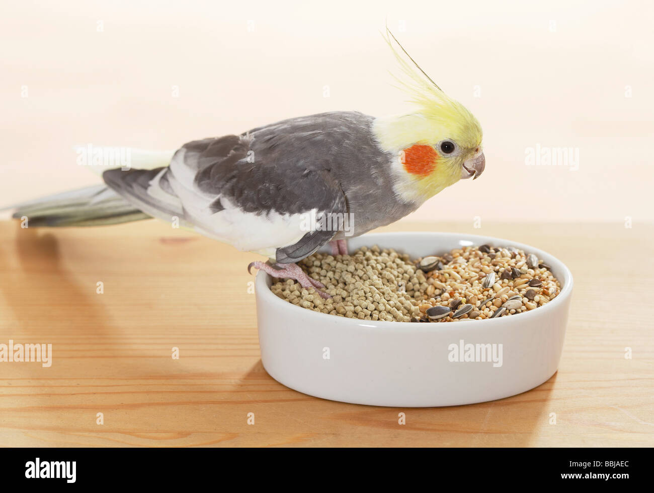 Cockatiel ad alimentare / Nymphicus hollandicus Foto Stock