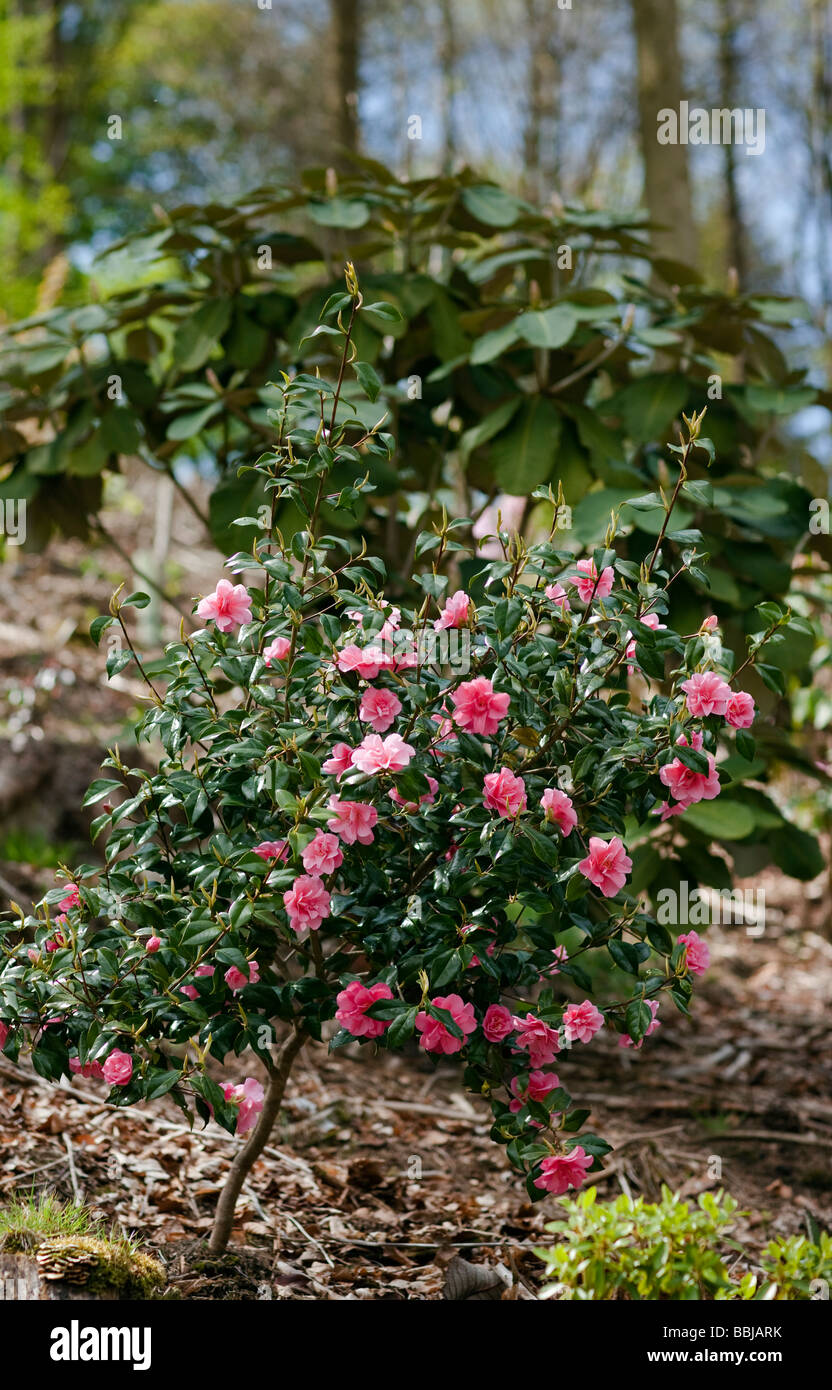 Camellia 'Donation' nella piantagione di bosco Foto Stock