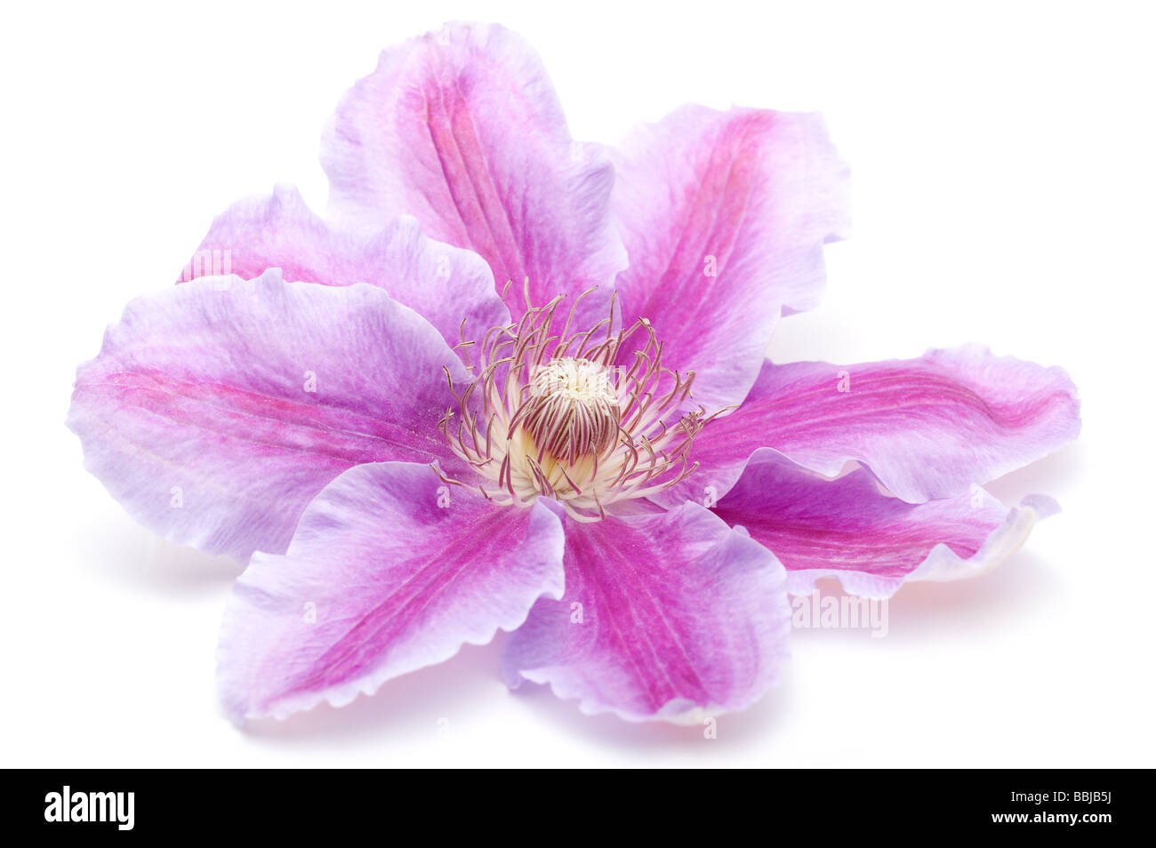 Grandi flowerhead closeup dell' Clematis Nelly Moser" Foto Stock