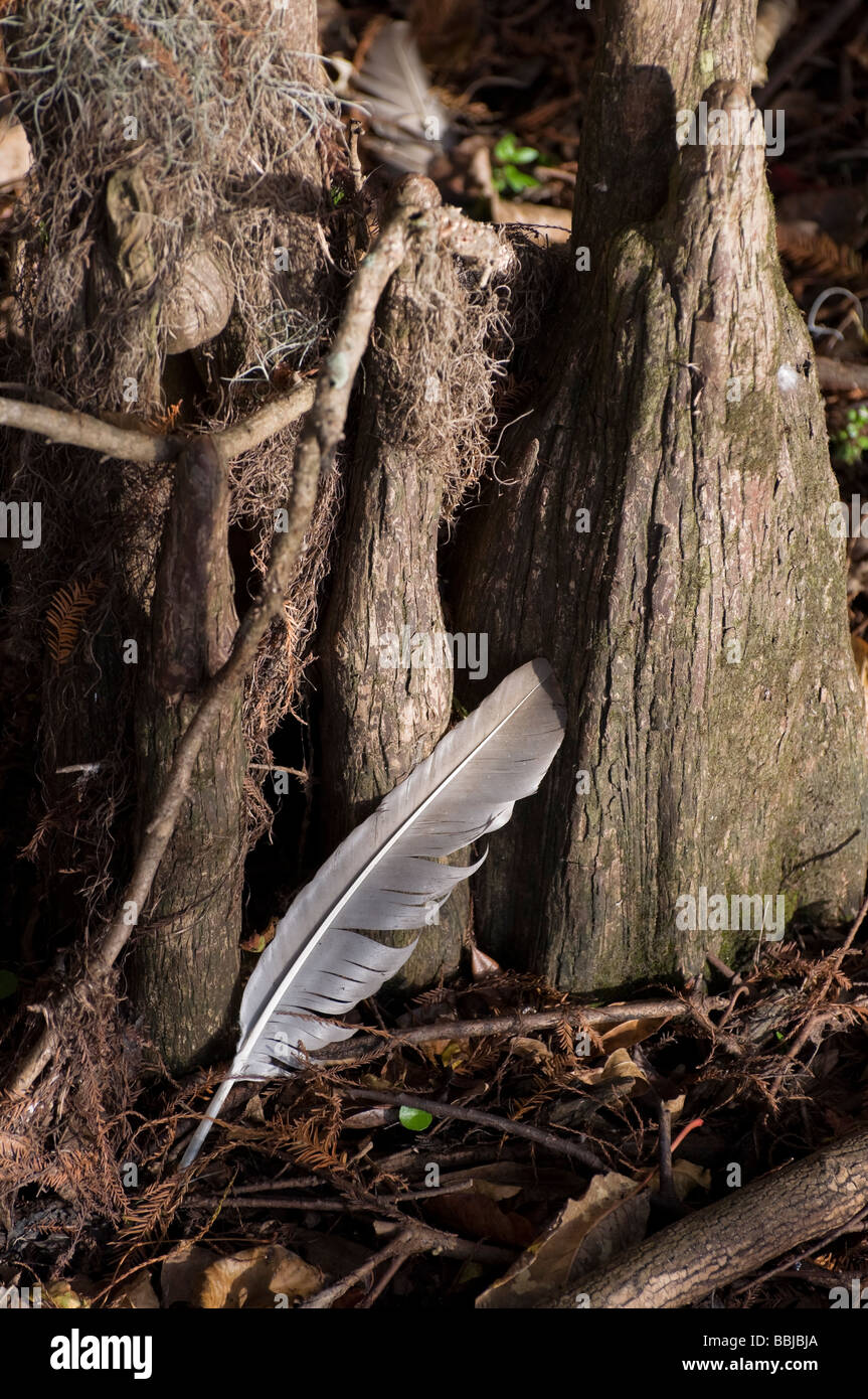 Bird giù tra il cipresso ginocchia a molle Manatee stato parco lungo il fiume Suwannee North Florida Foto Stock