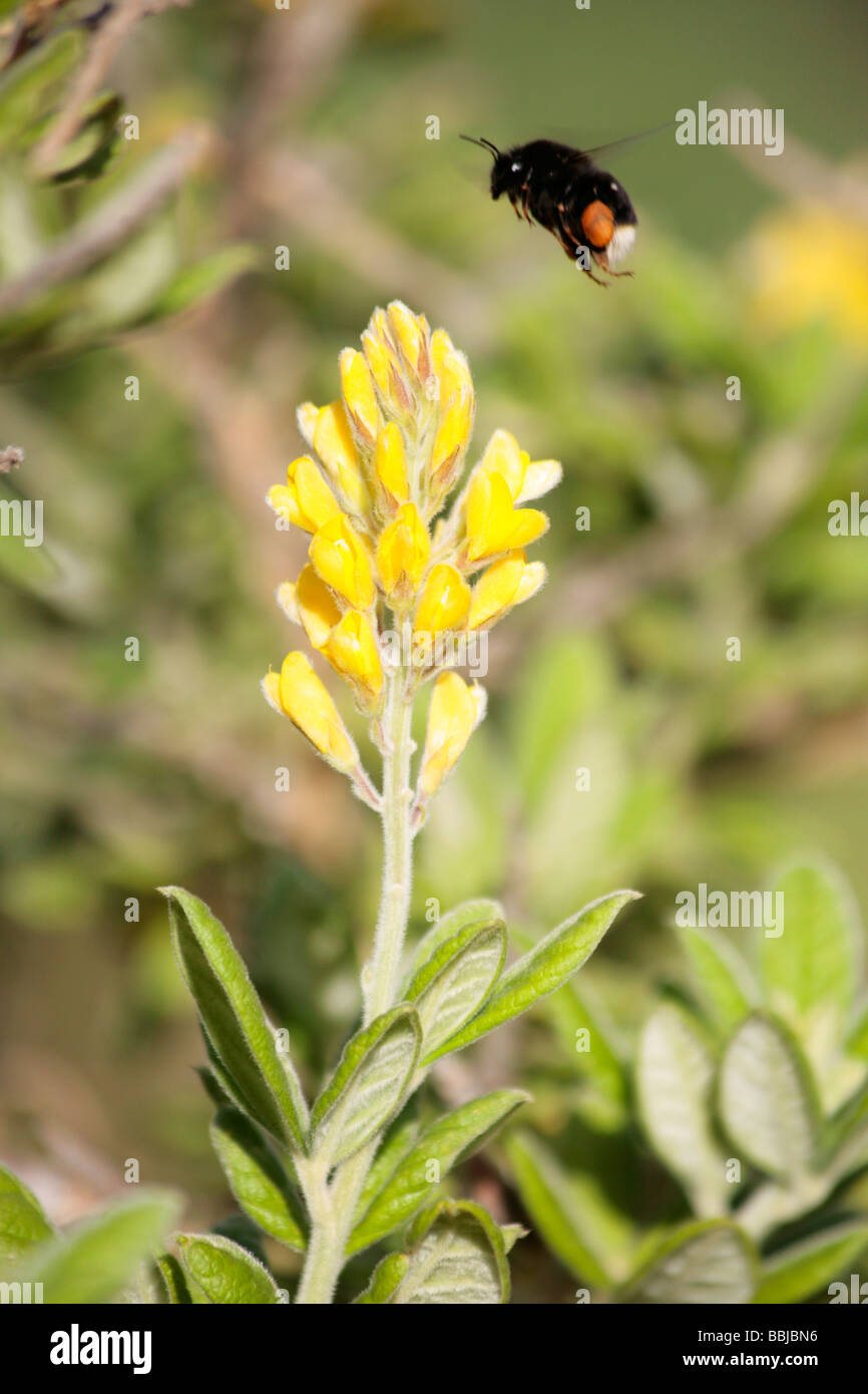 Teline nervosa, una specie gravemente minacciate legume con un endemico Canarian Bumblebee Foto Stock
