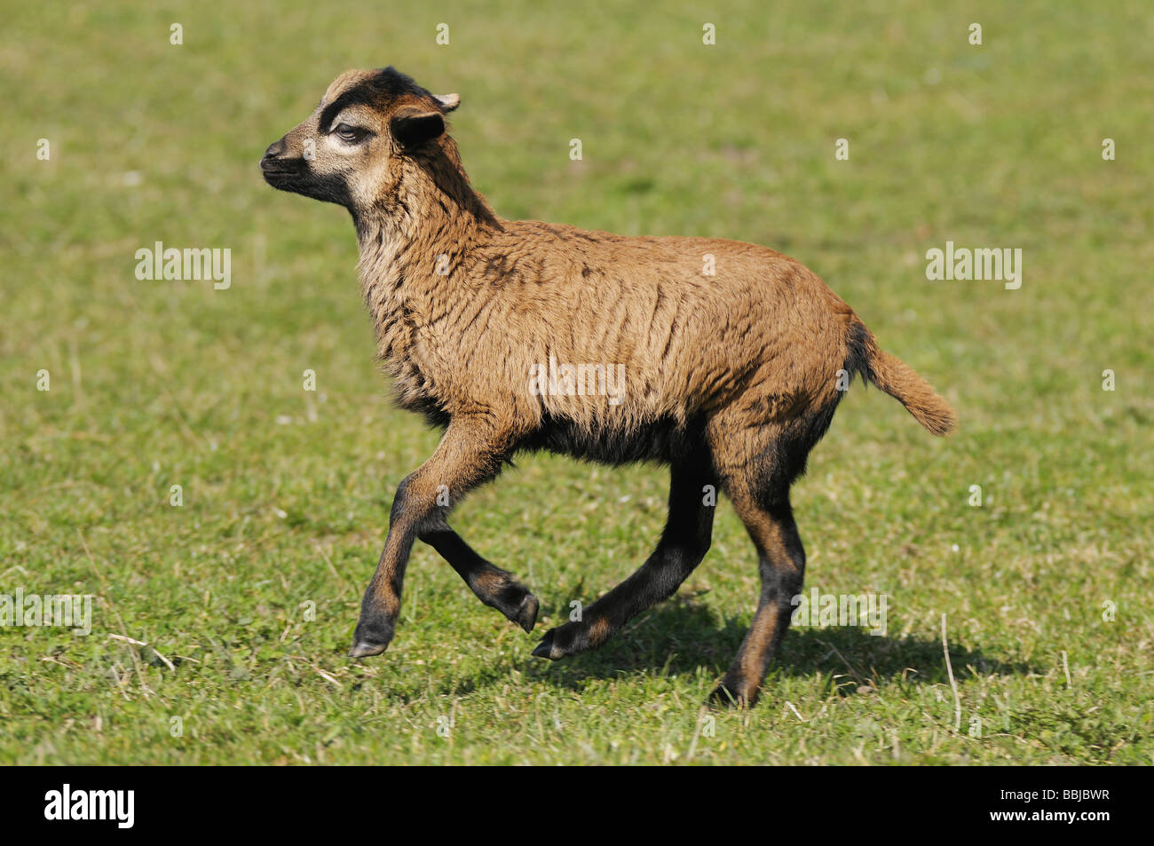 Il Camerun gli ovini e caprini - agnello camminando sul prato Foto Stock