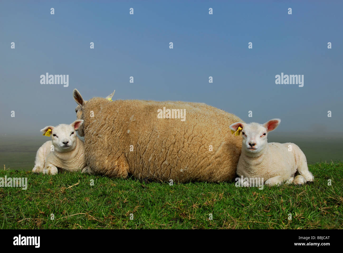 Carino gli agnelli e le pecore di madre in primavera nei Paesi Bassi Foto Stock