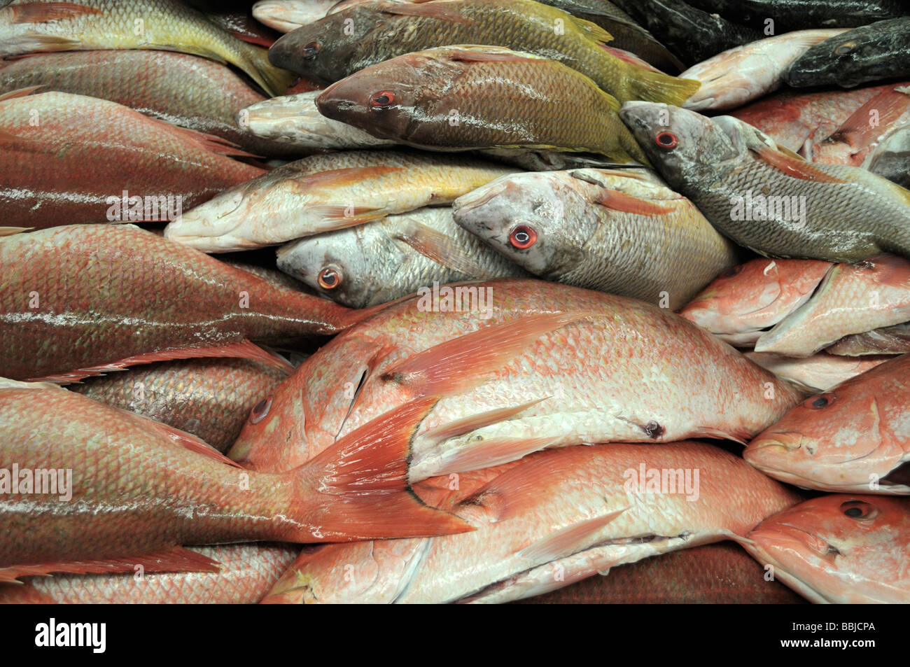 Red Snapper Foto Stock