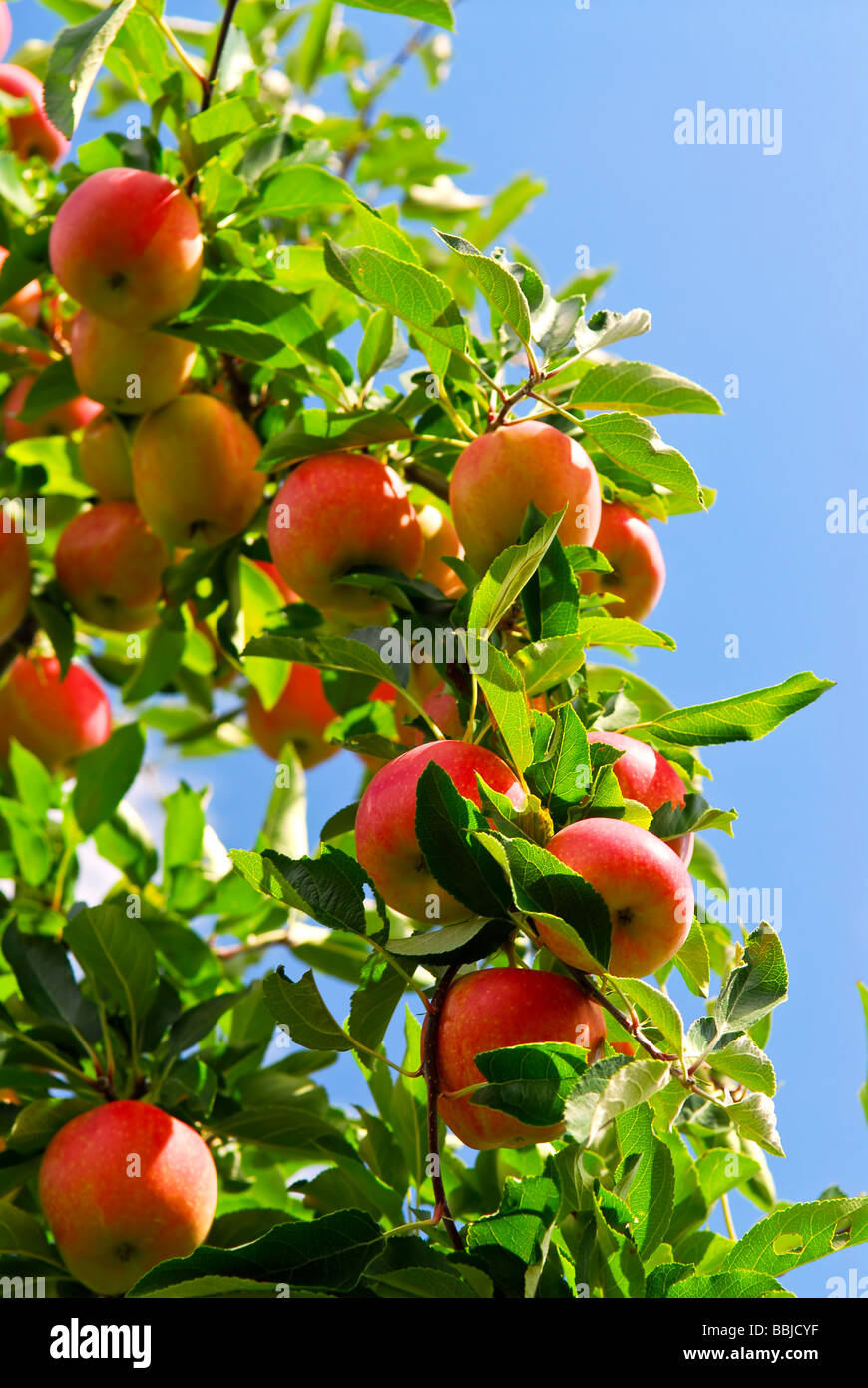 Organici di mele mature pronte a prendere su rami di alberi Foto Stock