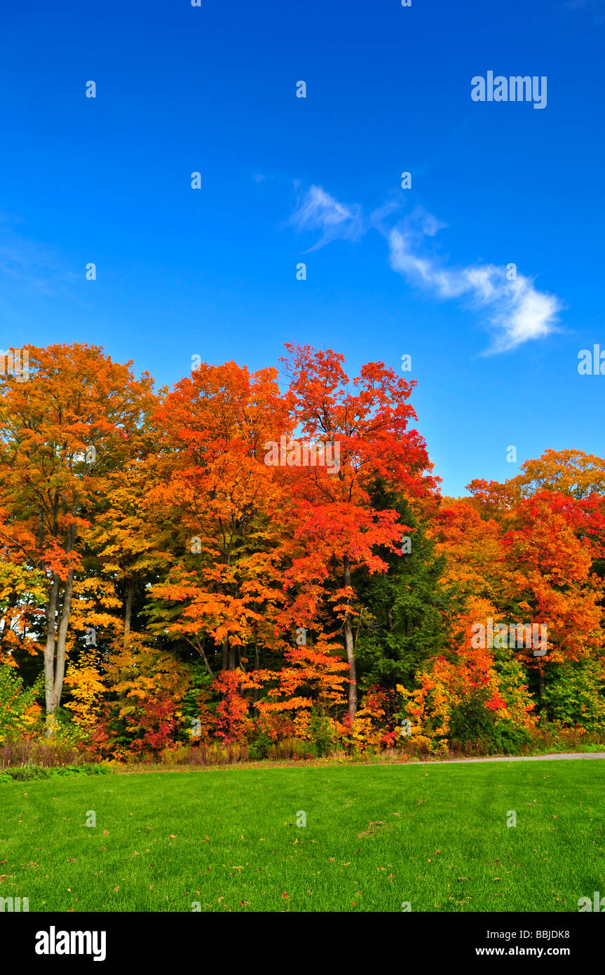 Gruppo di alberi colorati in autunno park Foto Stock