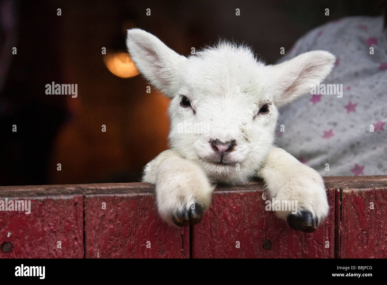 Un agnellino che gravano su di una recinzione Foto Stock