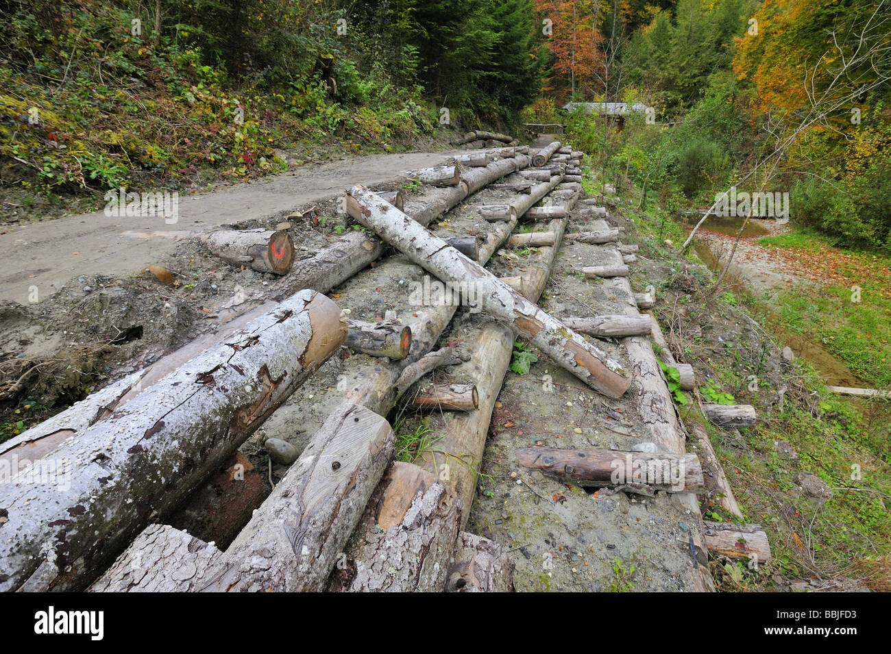 Log essendo usato per rinforzare la banca di un flusso contro erosione. Foto Stock
