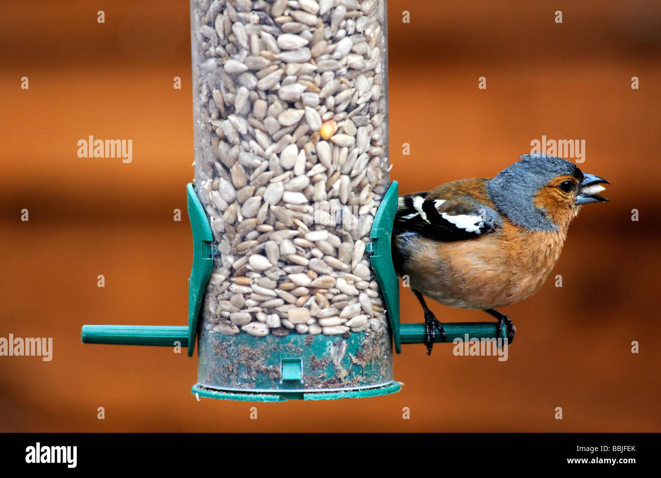 Fringuello mangiare seme. Foto Stock