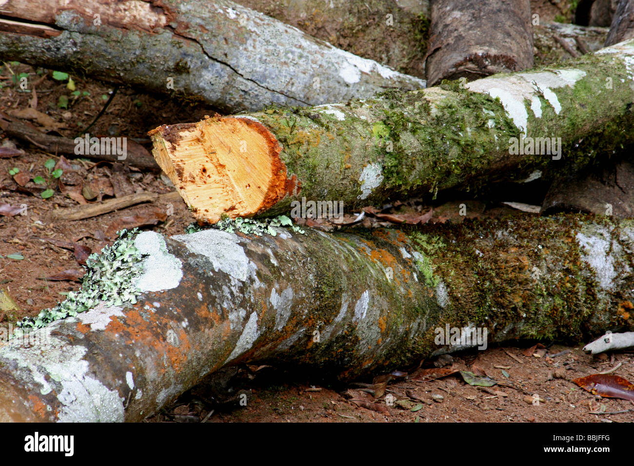 Mossy tronchi di alberi che stabilisce Foto Stock