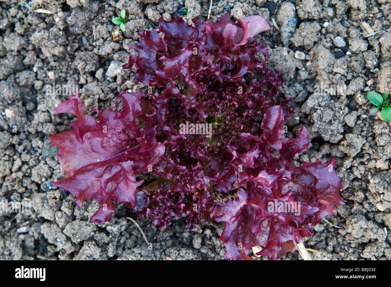 Close up cresciuto in casa lollo rosso lattuga insalata che cresce in giardino Foto Stock