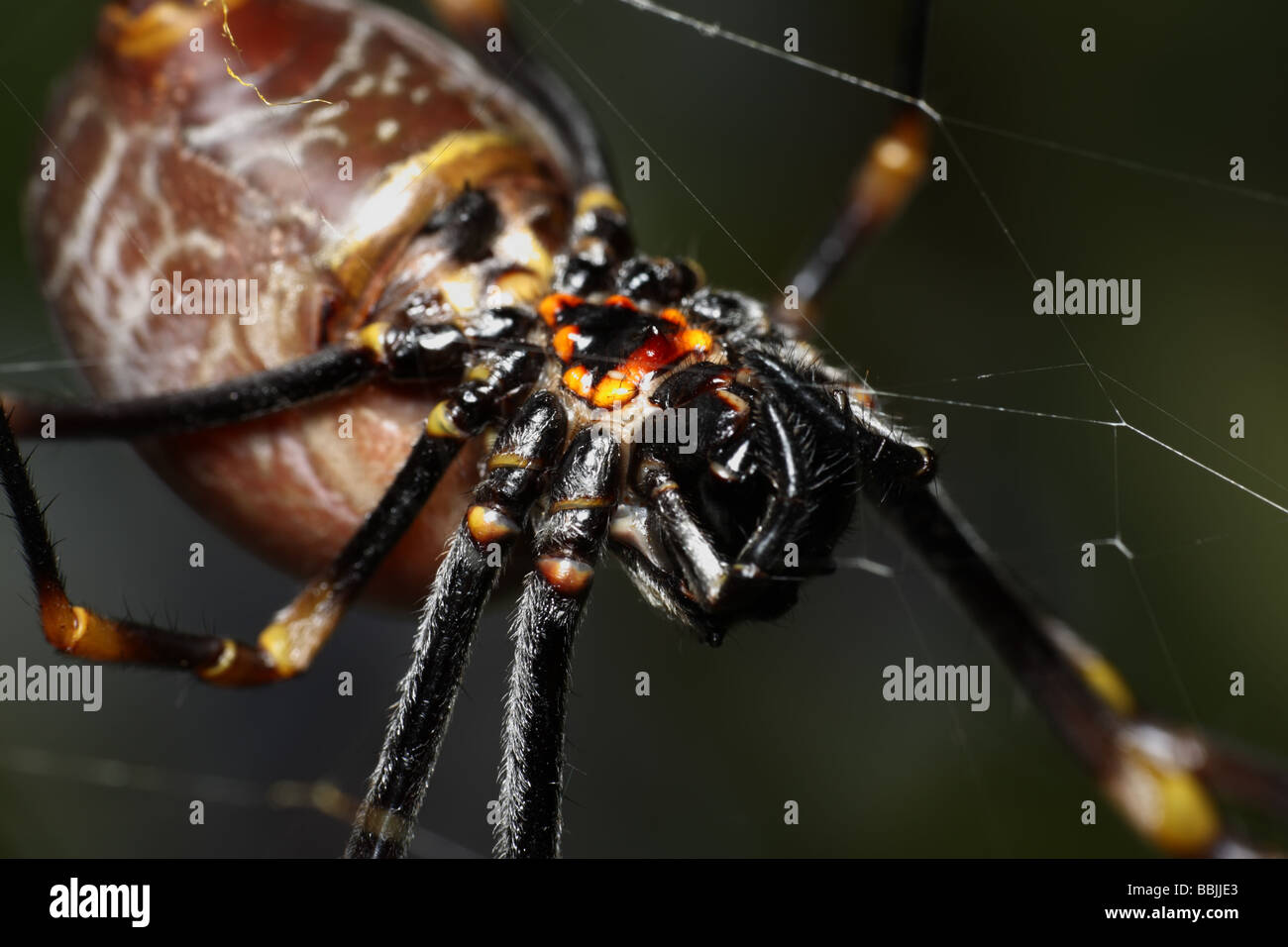 Big Spider fondo vista macro, scary spider, horror, incubo Foto Stock