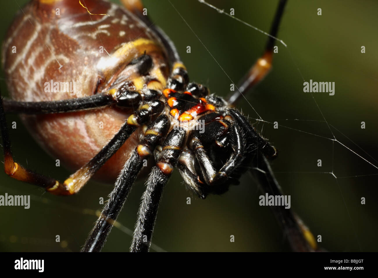 La faccia di un ragno Foto Stock