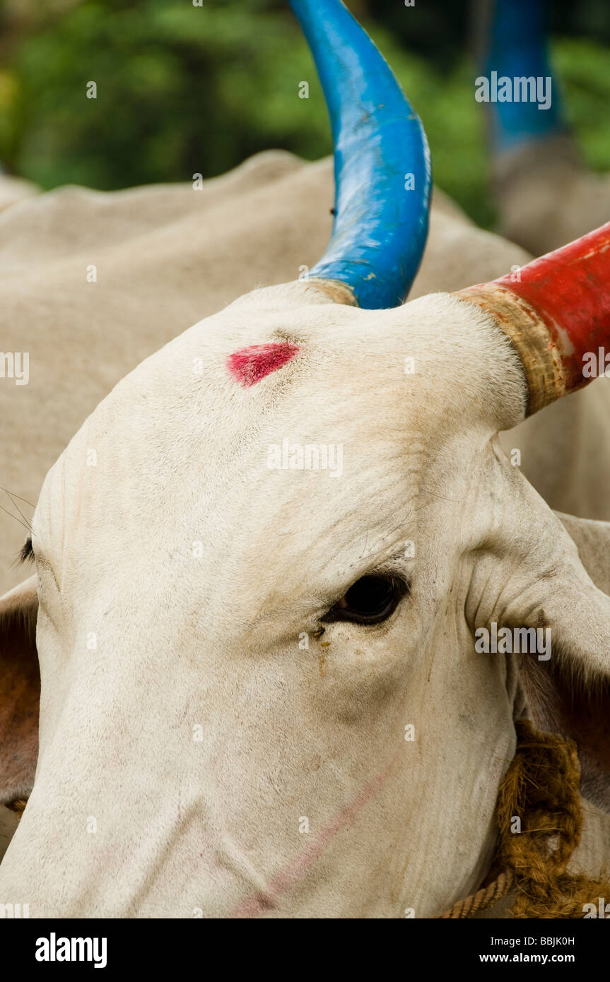 Gli animali domestici della specie bovina (Bos primigenius f. taurus), Ox Foto Stock