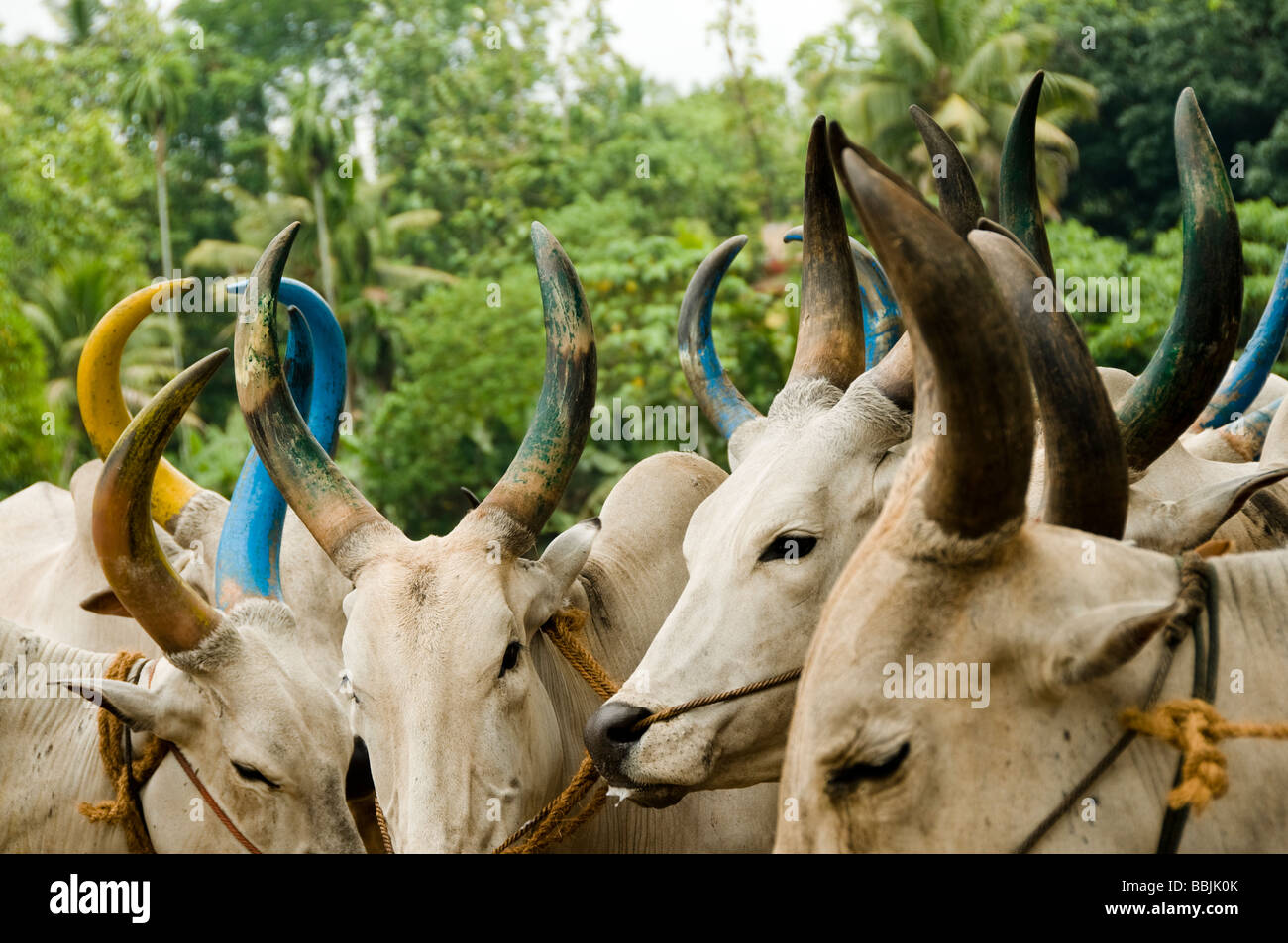 Gli animali domestici della specie bovina (Bos primigenius f. taurus), Ox Foto Stock