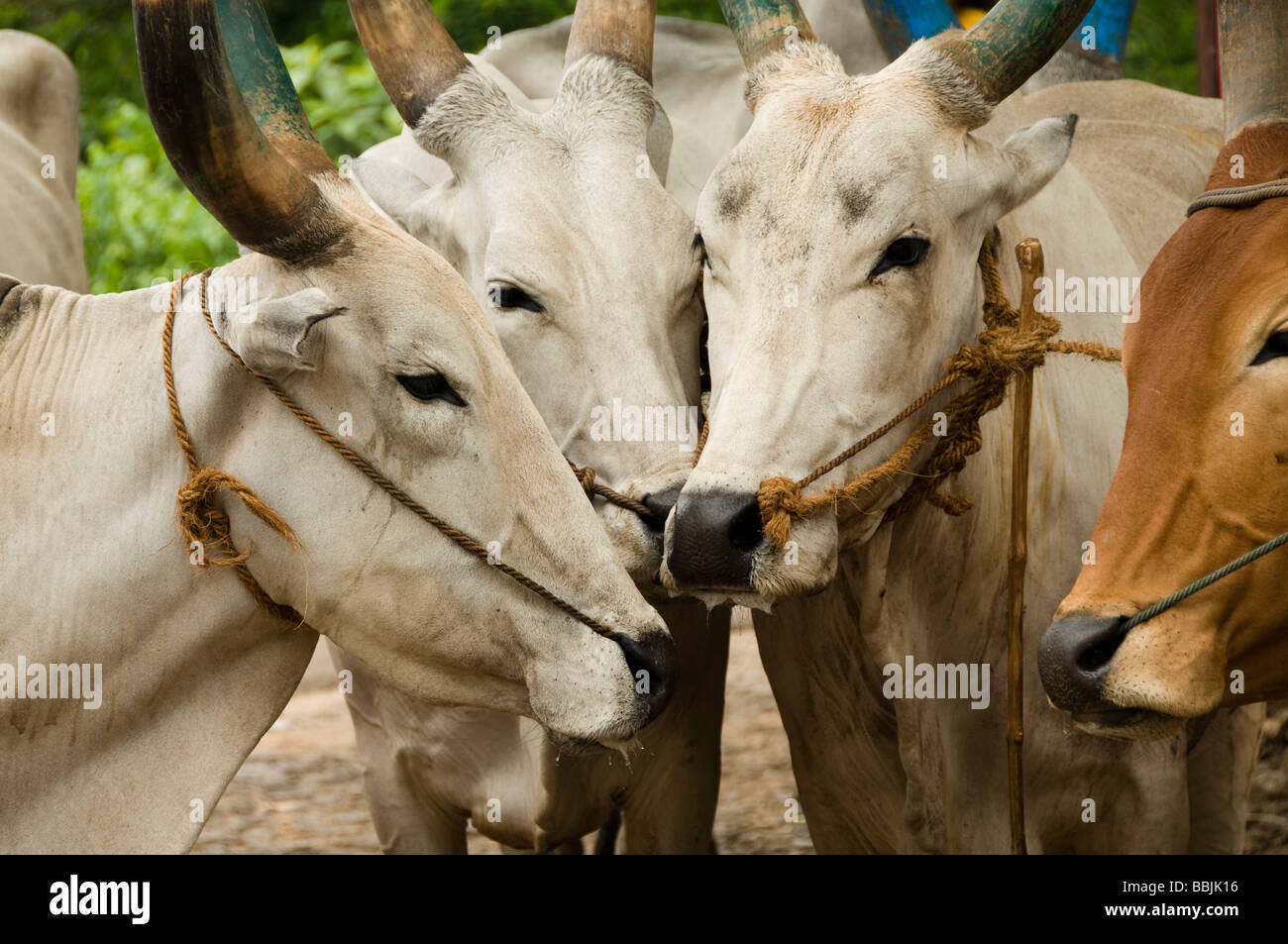 Gli animali domestici della specie bovina (Bos primigenius f. taurus), Ox Foto Stock