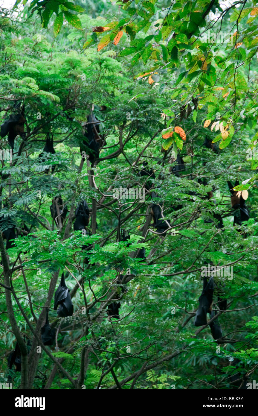 Grande Fox volpi volanti sono ' appollaiati nelle ore diurne presso le cime degli alberi, Kerala India Foto Stock