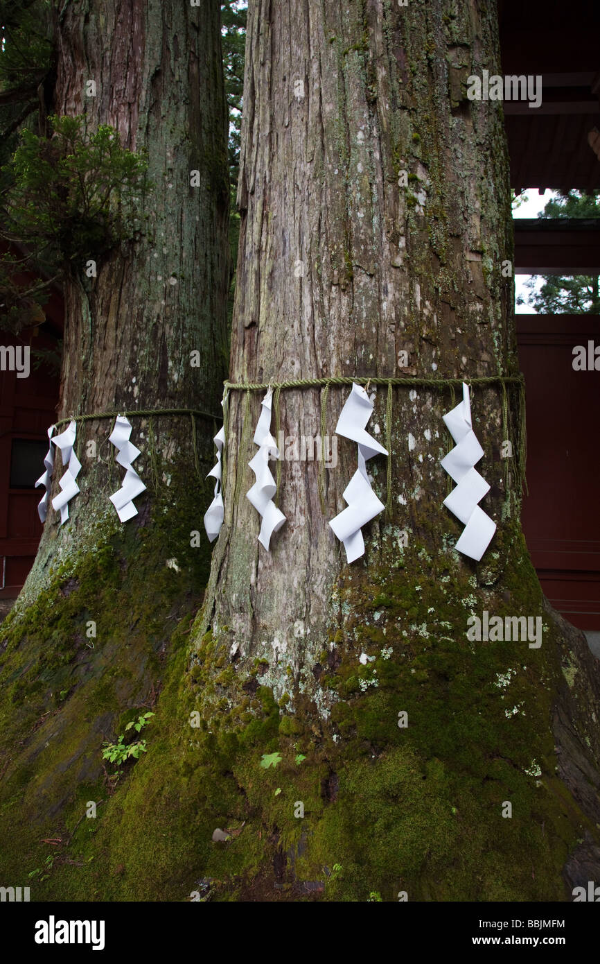 Carta Omikuji desideri su un albero al Santuario Toshogu Foto Stock