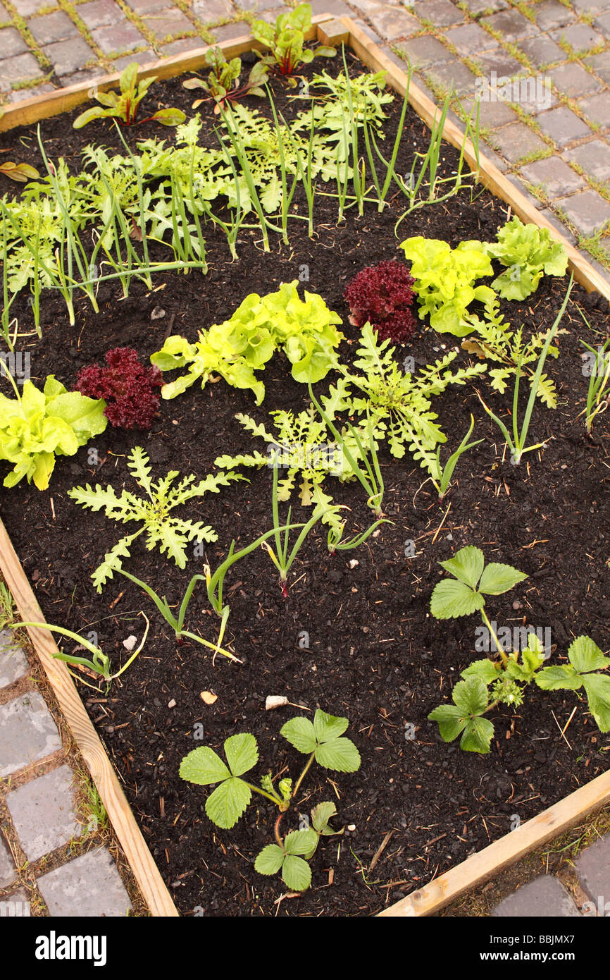 Sollevate il letto di verdure stampa sul patio giardino realizzato a partire da una tavola di legno in legno a telaio con verdure estive Foto Stock