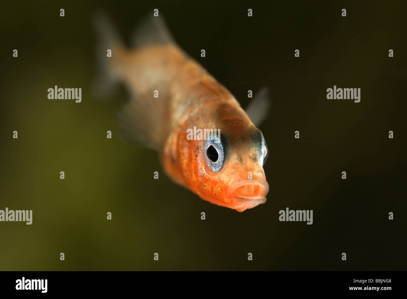 Tre maschi spined stickleback Gasterosteus aculeatus in allevamento i colori che mostra la caratteristica occhi blu e corpo rosso Foto Stock