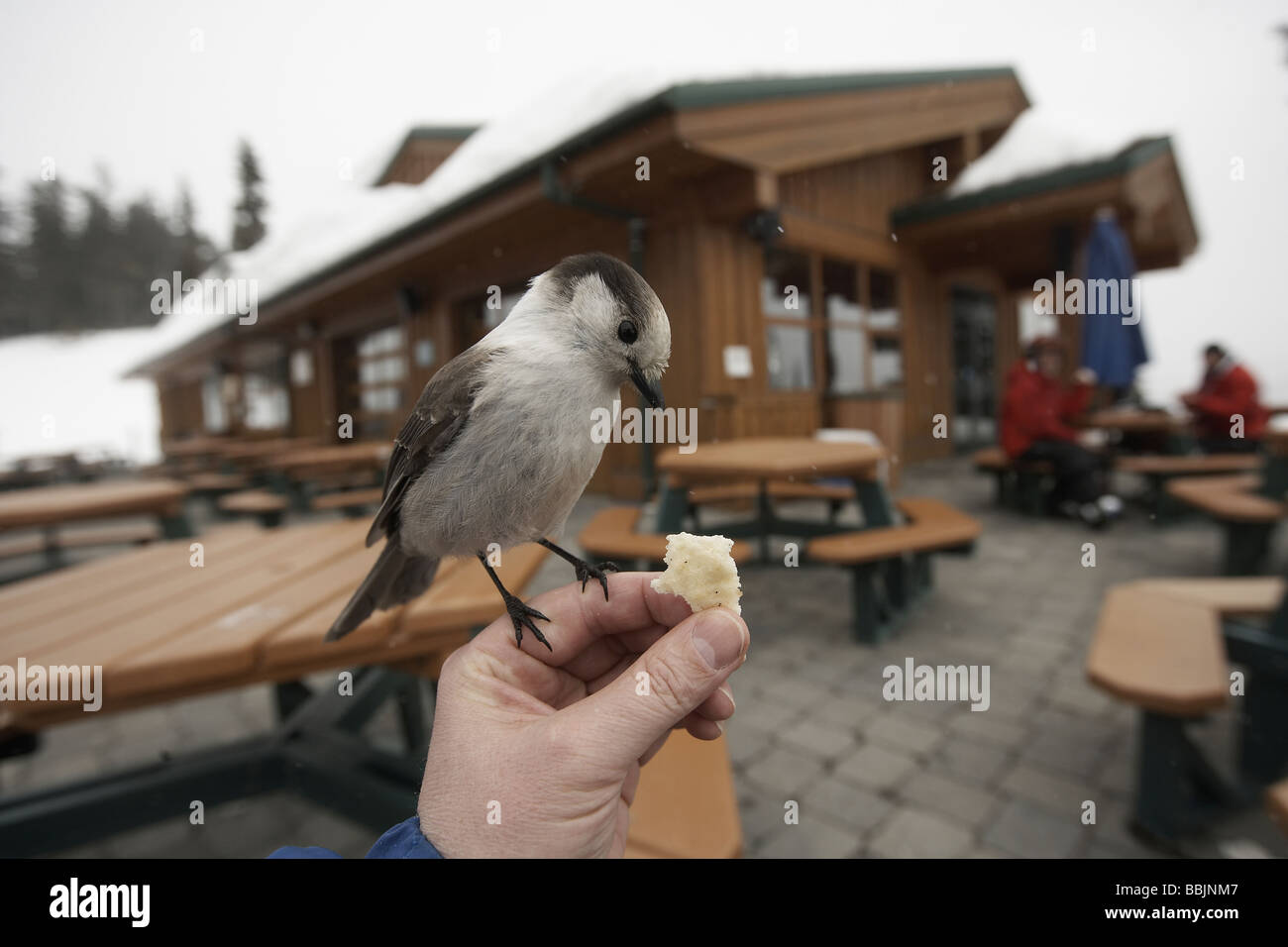 Jack di whiskey o grigio Jay prendendo il cibo da una mano sulla Whistler Mountain Venue per parte del 2010 giochi olimpici invernali Foto Stock