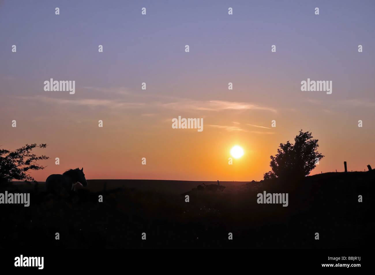 Rosso tramonto scontornamento un cavallo in piedi da una parete di campo nelle Pennines, a ovest di Halifax, Regno Unito Foto Stock