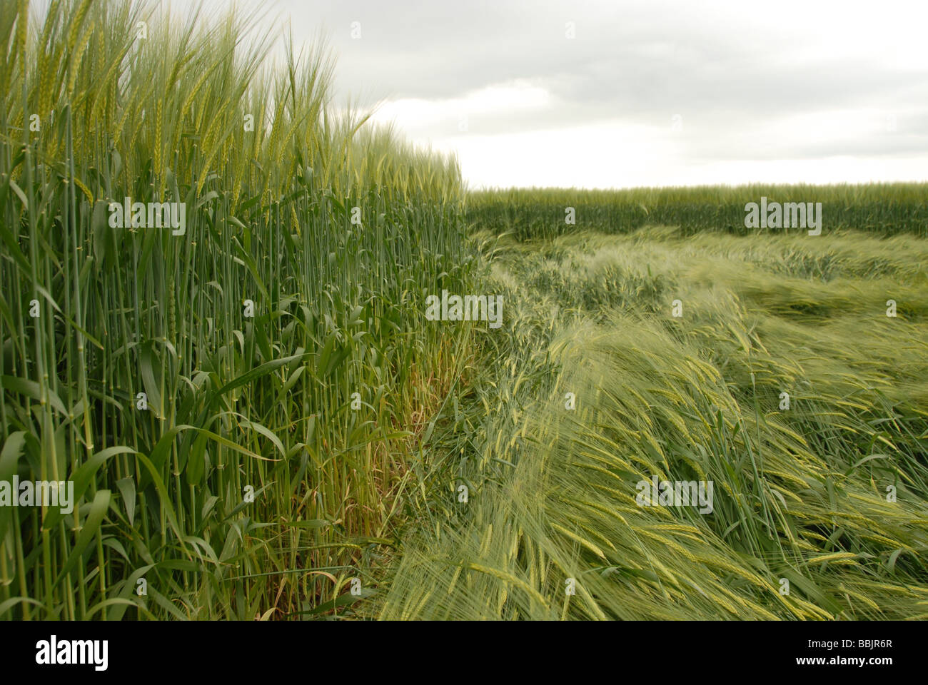 Il livello del suolo visualizza delle colture spazzato per rendere il 2009 Yatesbury Dragonfly Crop Circle, Nr Avebury/Silbury Hill, WILTSHIRE REGNO UNITO Foto Stock