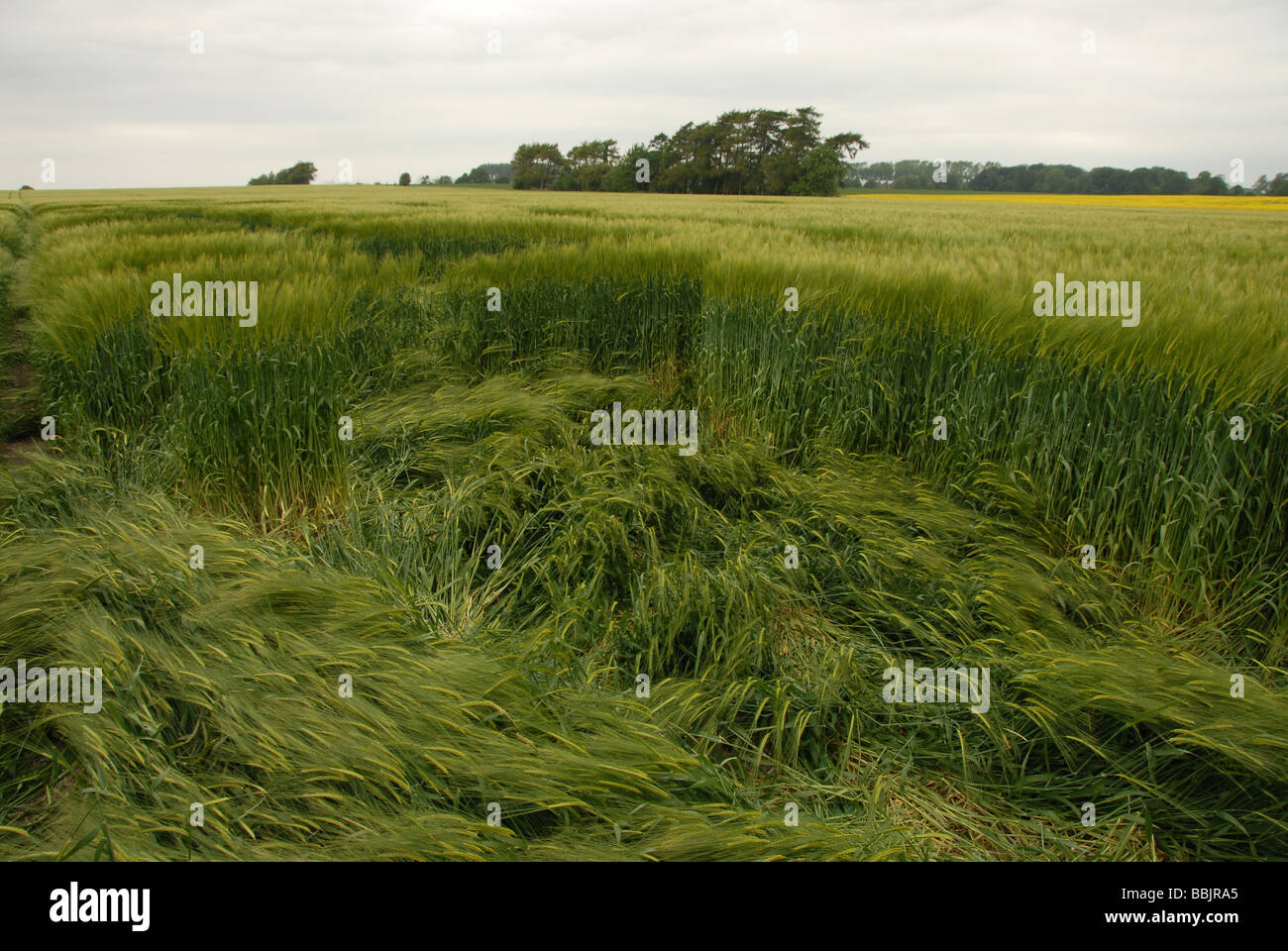 Il livello del suolo visualizza delle colture spazzato per rendere il 2009 Yatesbury Dragonfly Crop Circle, Nr Avebury/Silbury Hill, WILTSHIRE REGNO UNITO Foto Stock