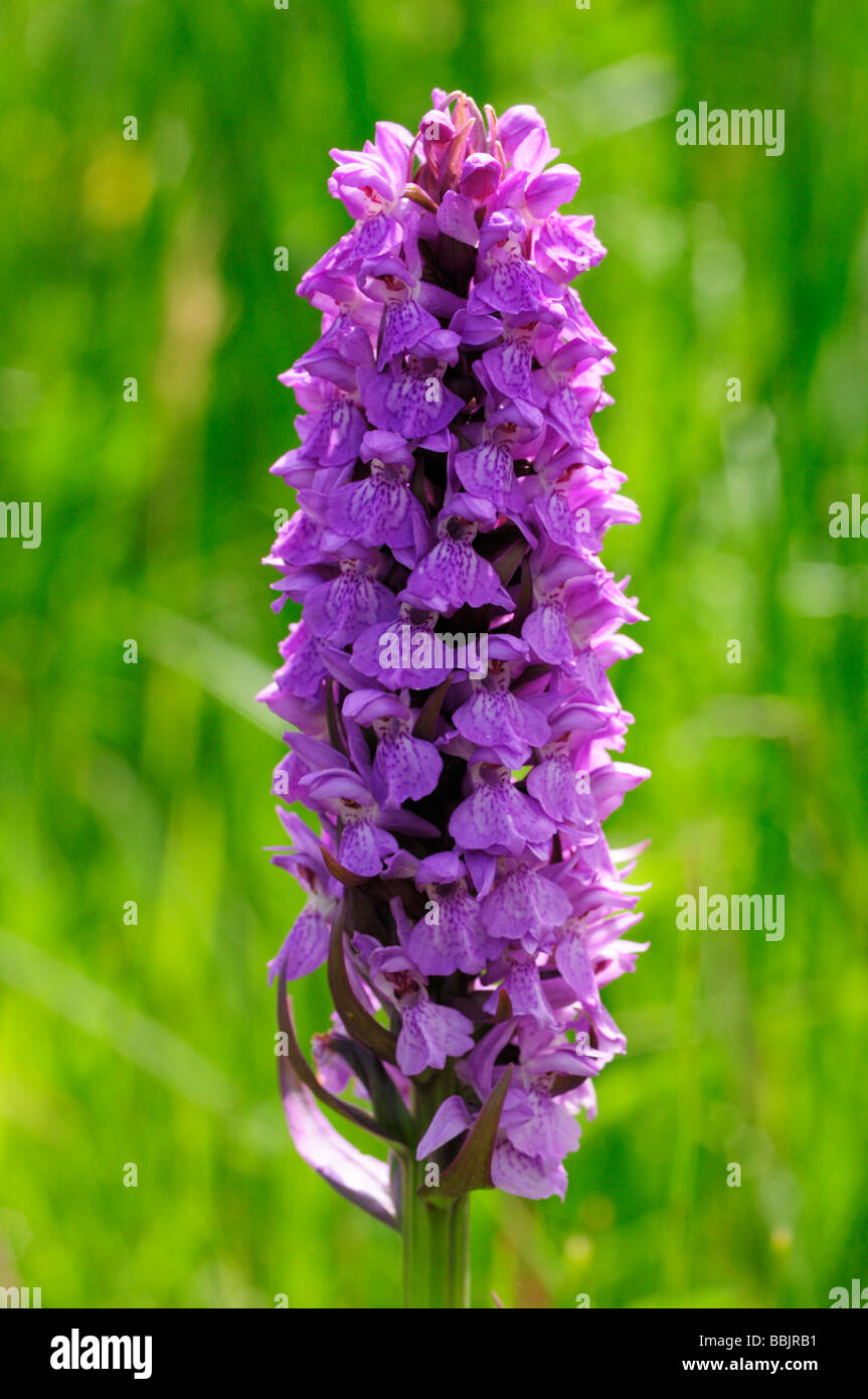 Southern Marsh Orchid a Fowey Fen Cambridgeshire England Regno Unito Foto Stock