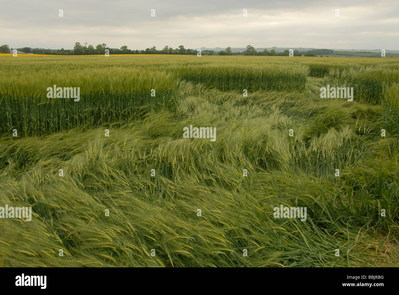 Il livello del suolo visualizza delle colture spazzato per rendere il 2009 Yatesbury Dragonfly Crop Circle, Nr Avebury/Silbury Hill, WILTSHIRE REGNO UNITO Foto Stock