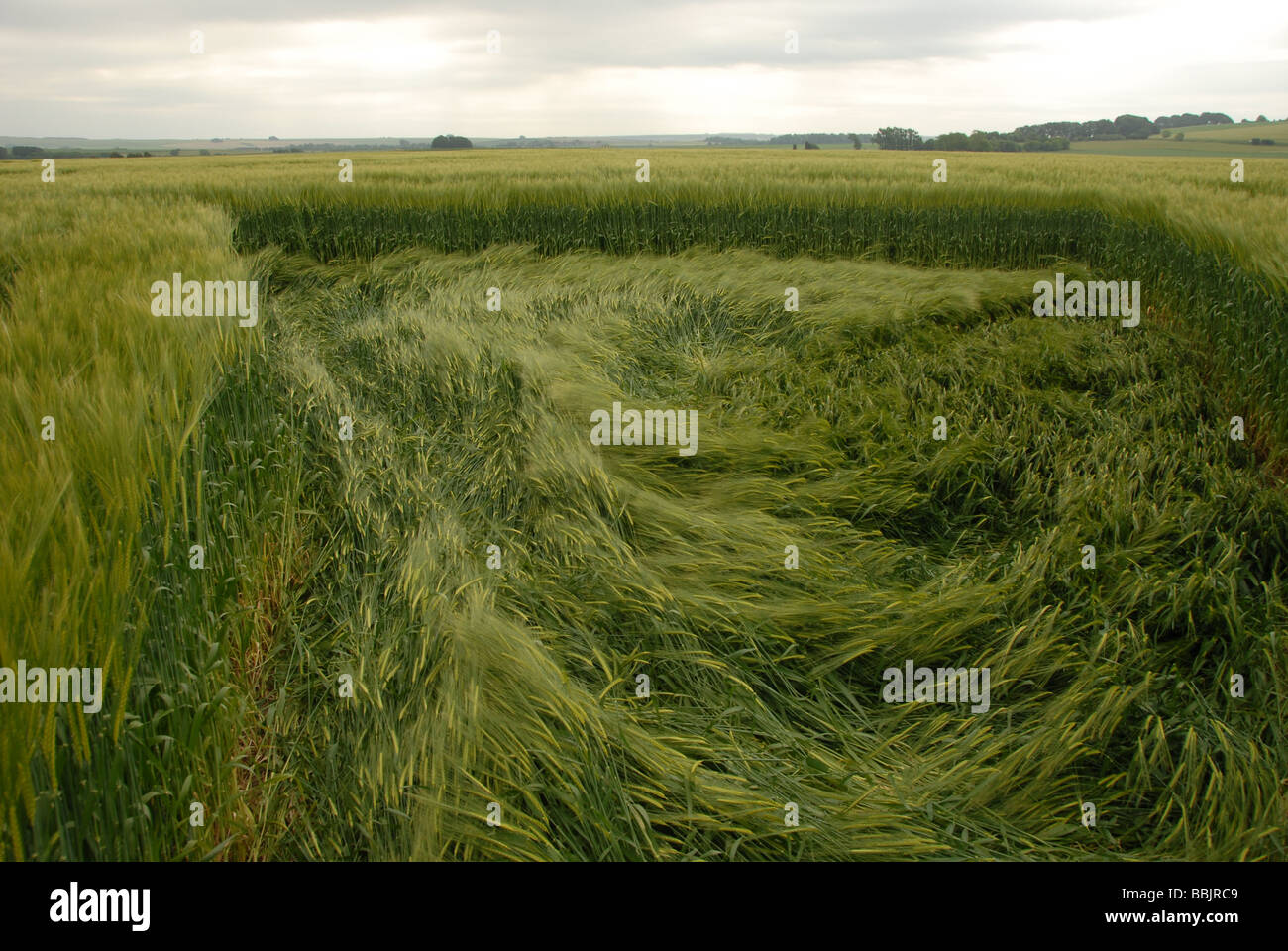 Il livello del suolo visualizza delle colture spazzato per rendere il 2009 Yatesbury Dragonfly Crop Circle, Nr Avebury/Silbury Hill, WILTSHIRE REGNO UNITO Foto Stock