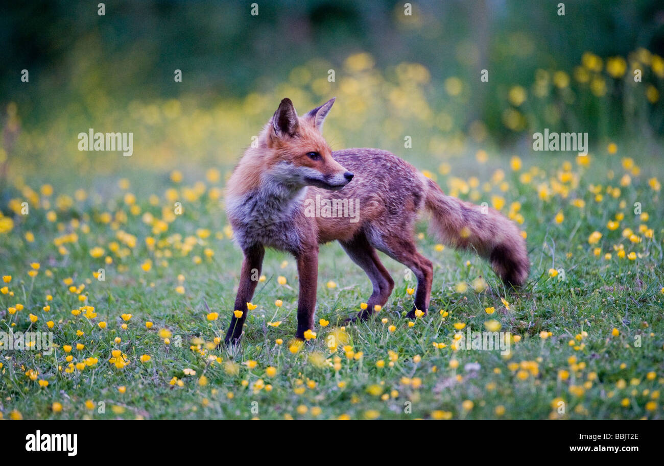 Giovane, carina, volpe rurale selvaggia esplorare e alla ricerca di cibo in un campo di buttercups, fiori selvatici nella campagna Essex Foto Stock