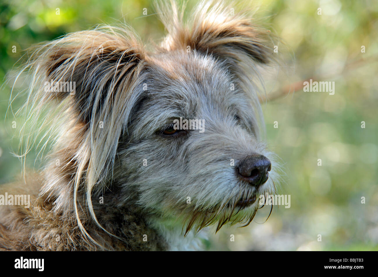 Carino, morbido, insolito cane k9 in posizione rilassata con adorabili orecchie soffici ma allerta e attraente come migliore amico dell'uomo Foto Stock