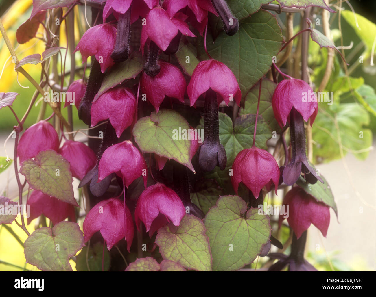 Rhodochiton atrosanguineus - Viola Campana della vigna Foto Stock