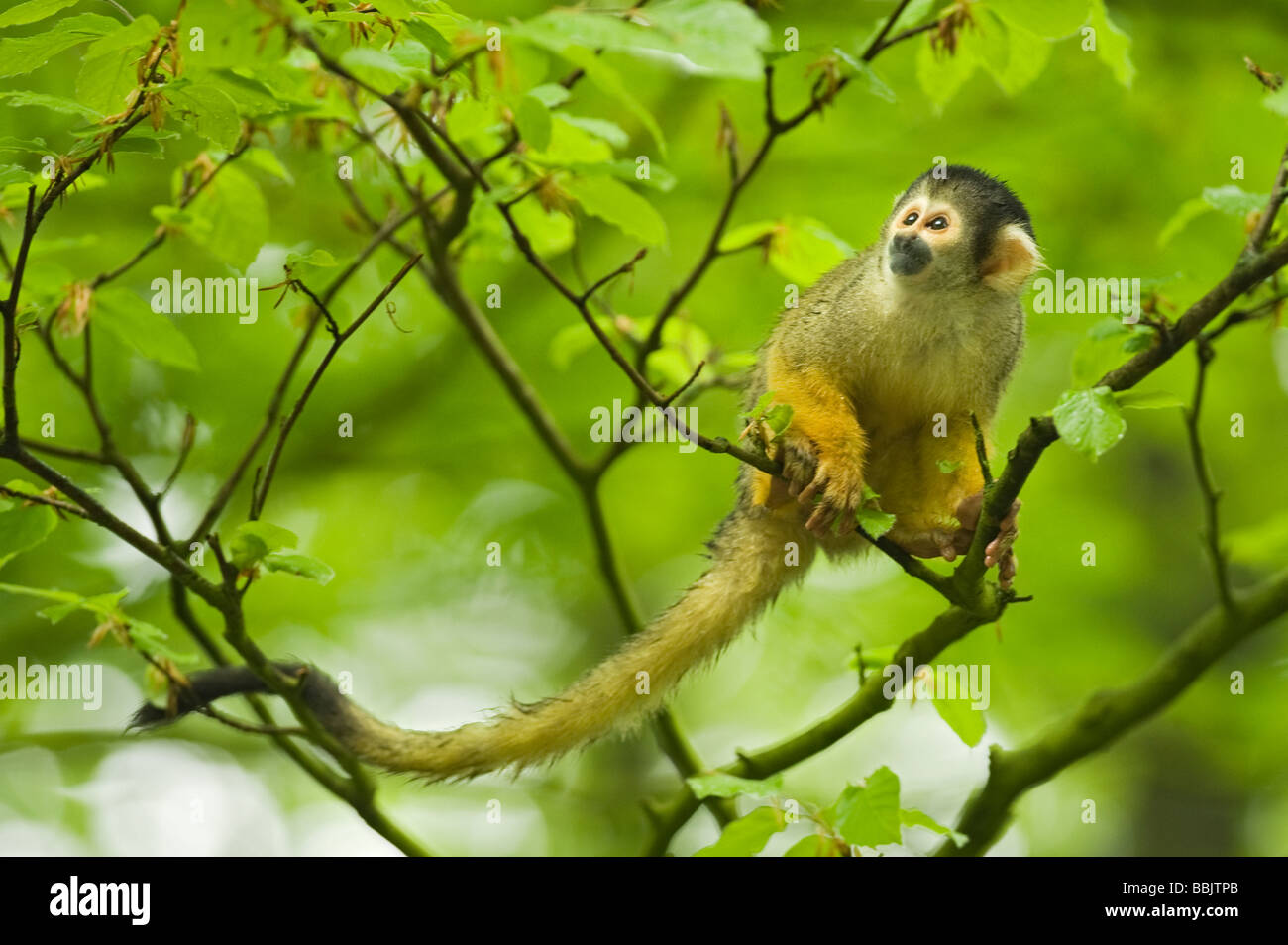 Scimmia scoiattolo (saimiri boliviensis). Captive, Paesi Bassi Foto Stock
