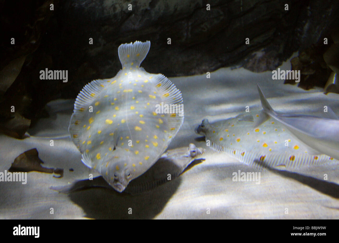 Europea, la passera di mare Pleuronectes platessa, Pleuronettidi Foto Stock