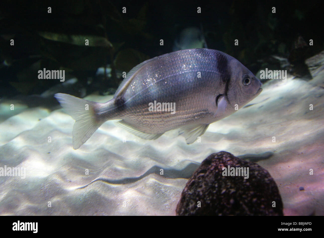 Seabream Comune A Due Bande, Diplodus Vulgaris, Perciformes, Sparidae. Oceano Atlantico Orientale Foto Stock