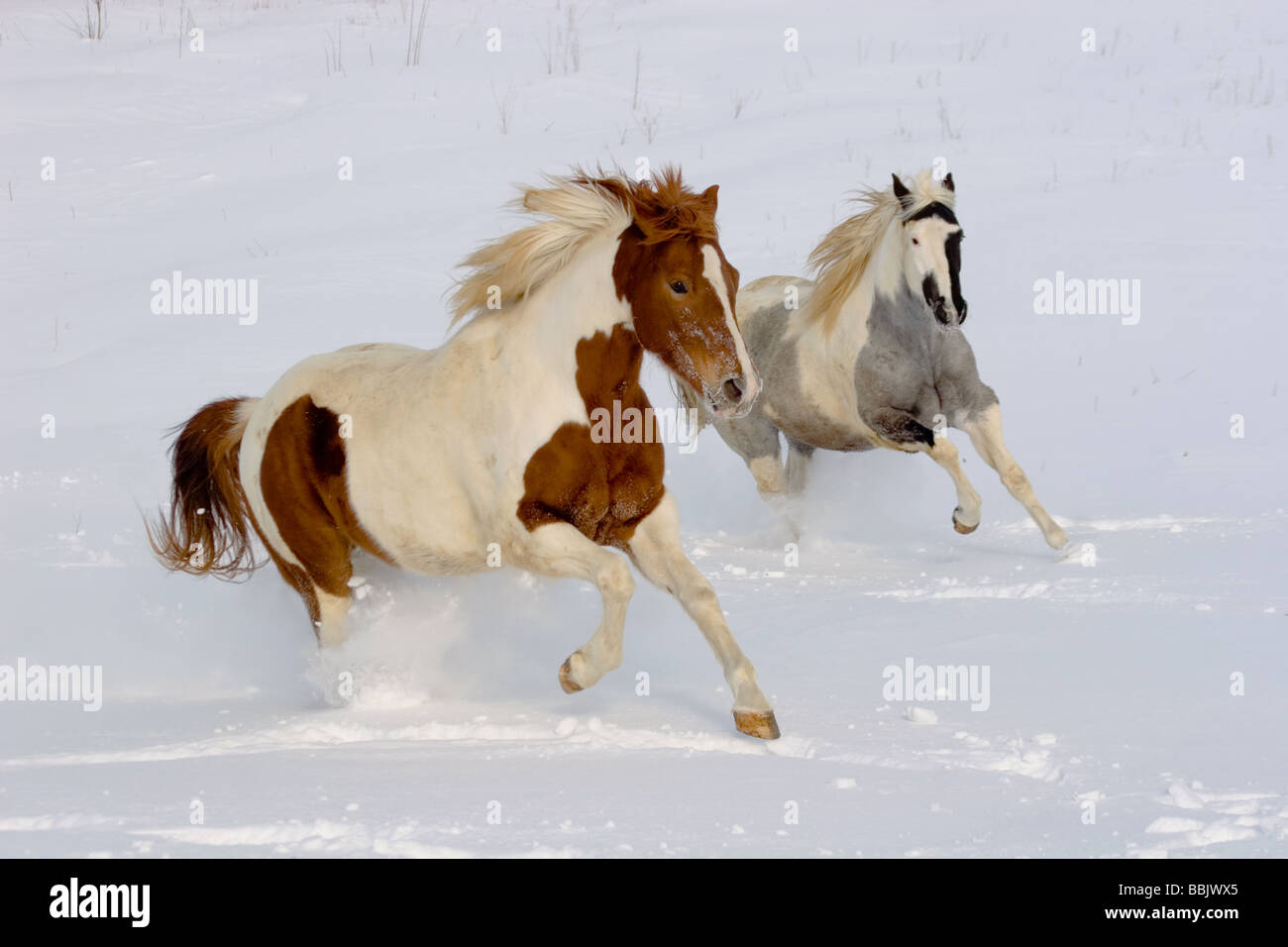 Vernice di due cavalli al galoppo attraverso la neve fresca Foto Stock