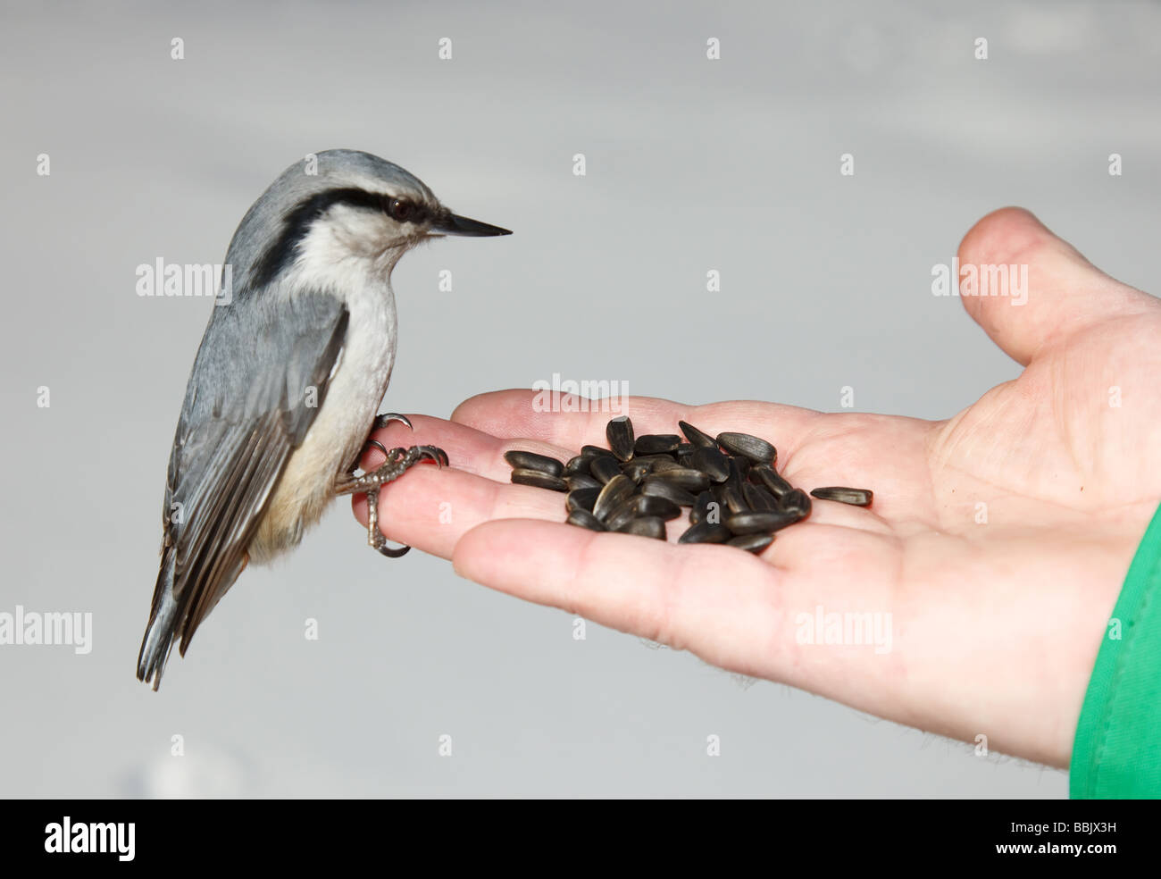 Schiaccianoci di atterraggio sulla mano umana Foto Stock