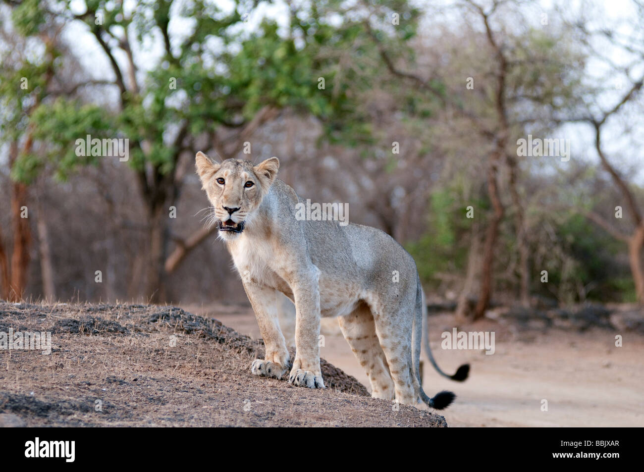 Lion cub Sasan Gir India Foto Stock